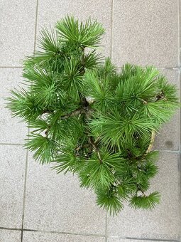 Bonsai, Bonsaj, modřín - 2