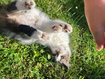 Mainská mývalí x Ragdoll - 2