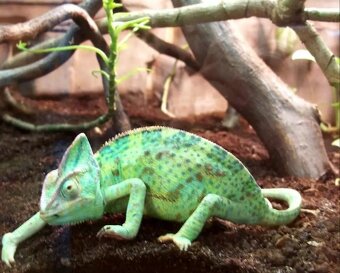 Chameleon jemenský - 2