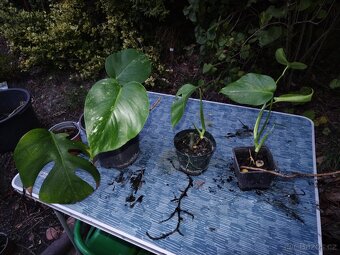 Monstera - sazenice - 2