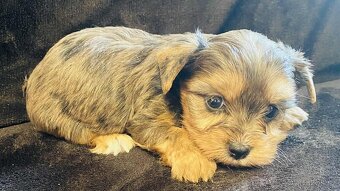 Yorkšírský teriér, Yorkshire, Biewer - 2