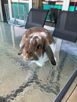 Zakrslý beránek - 2