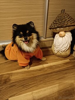 Pomeraniani s PP - 2