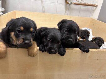 Štěňátka rotvajler x černý pes atletické postavy - 2
