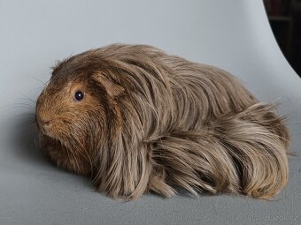 Dlouhosrsté morče - šeltie - 2