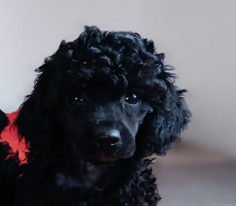 Pudl trpasličí - 2