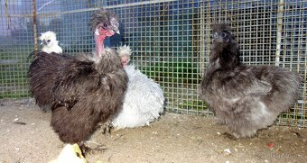 Hedvábnička velká - 2