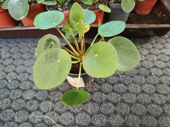 Pilea peperomioides - 2