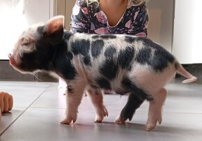 Kune Kune - selátka - 2