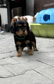 Kavalír king charles španěl - 2