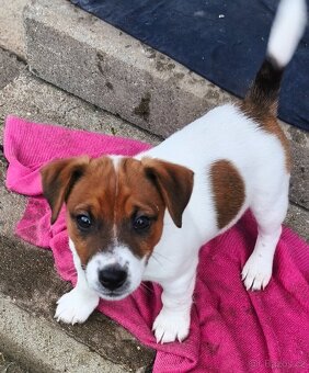 Jack Russell teriér - hladkosrstý pejsek s PP - 2