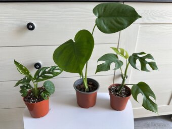 Monstera, cena za 3 rostliny 360 Kč. - 2
