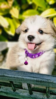Welsh Corgi Pembroke - 2
