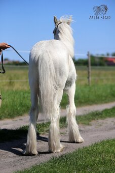 Irský cob/Tinker/Gypsy cob - 2