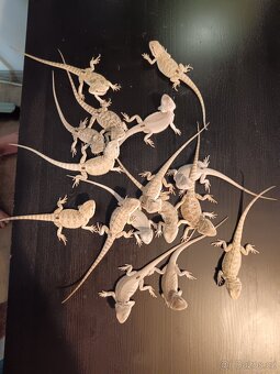 Agama vousata - 2