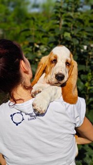 BASSET HOUND - 2