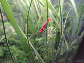 Krevetky Neocaridina davidi červené - 2