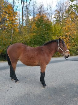 Slezký norik klisna - 2