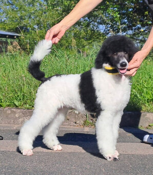 Pudl královský/harlekýn - 2