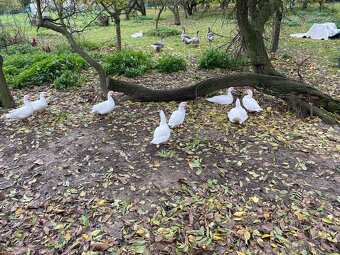 Kachna pižmová letošni odchov. - 2