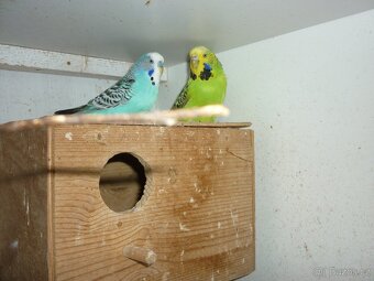 Andulka vlnkovaná párek - 2