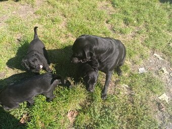Štěňátko, pejsek Labradorský retrívr - 2