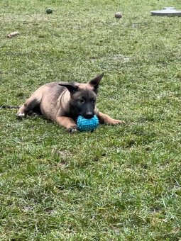 Belgický ovčák - malinois s PP - 2