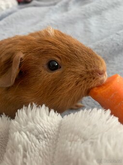 Morče samec s PP - 2