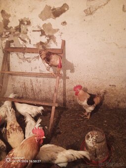 Kohouti dvorkovy mix - 2