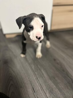 STAFORDŠÍRSKÝ bulteriér - 2