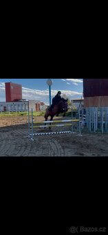 Klisna po Pezetas du Rouet - 2