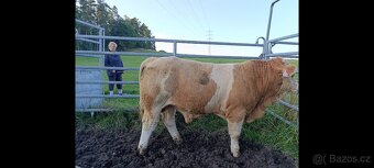 Plemenný býk Masný Simental - 2