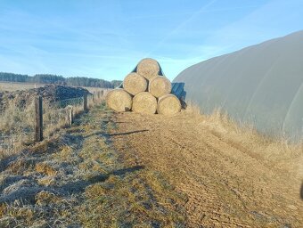 Prodám slámu pšeničná - 2