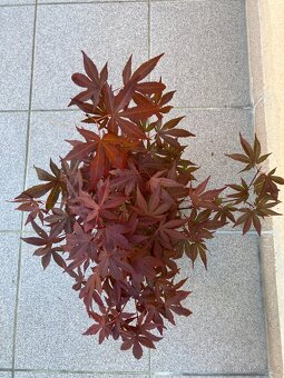 Bonsai, Bonsaj, japonský javor, skalky - 2