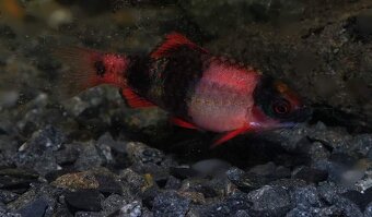 Parmičky - Haludaria fasciata pradhani - 2