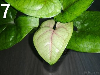Syngonium Matcha - 2