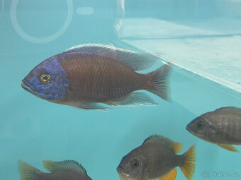 Tlamovci Copadichromis borleyi - 2