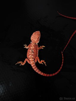 Agama vousatá RED - 2