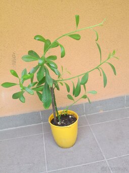 Gumovník - Synadenium grantii - 2