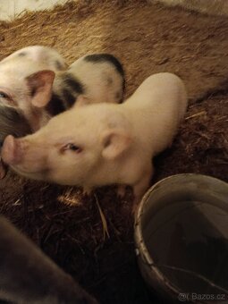 Gottingenské prase - 2