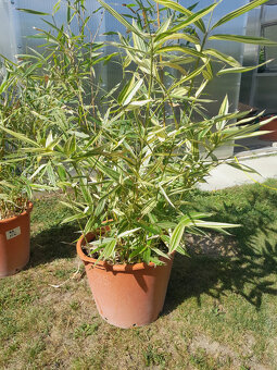 Bambus Metake Variegata - 2