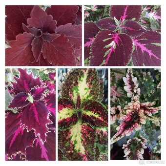 Africké kopřivy - 2