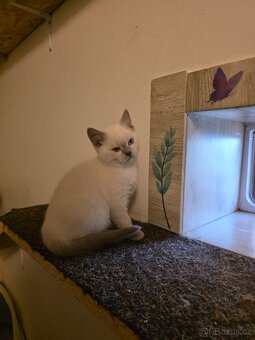 Britská blue point - 2