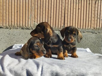 Jezevčík trpasličí - 2