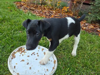 Prodám štěně hladkosrstého foxteriéra - 2