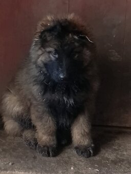 Německý ovčák - 2