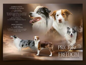 Border kolie s pp - 2