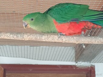 Papoušek královský - 2