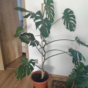 Monstera,10 listů,vysoká140-150cm - 2