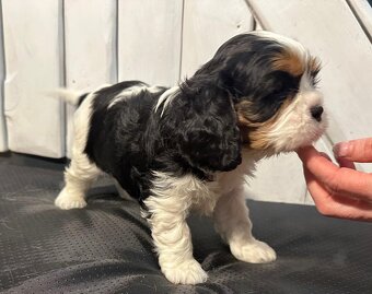 Kavalir King Charles spaniel - 2